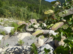 Cytisophyllum sessilifolium