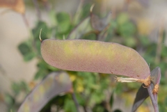 Cytisophyllum sessilifolium