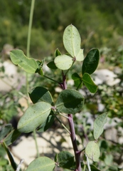 Cytisophyllum sessilifolium