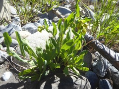 Cerinthe minor auriculata