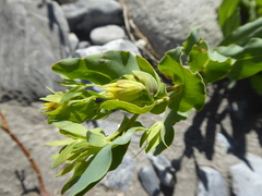 Cerinthe minor auriculata