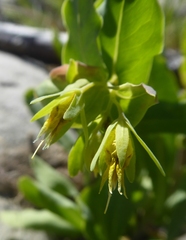 Cerinthe minor auriculata
