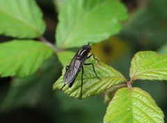 Thereva albovittata