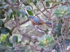 Microspingus lateralis