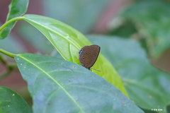 Arhopala muta