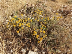 Santolina africana