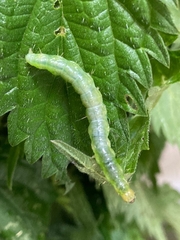 Anania hortulata