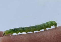 Anania hortulata