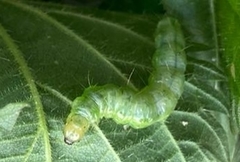 Anania hortulata