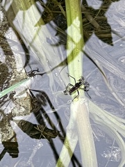 Poecilobothrus nobilitatus