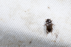 Brachiaphodius taiwanicus