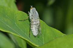 Pandivirilia albifrons