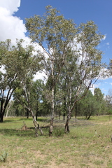 Eucalyptus chloroclada