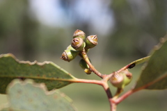 Eucalyptus chloroclada