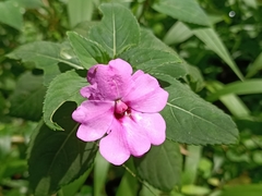 Impatiens platypetala