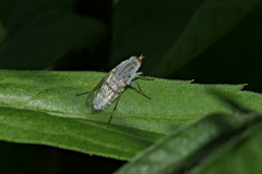 Pandivirilia albifrons