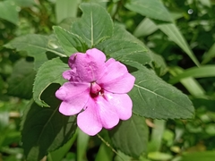 Impatiens platypetala