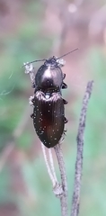 Selatosomus aeneus