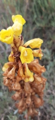 Cistanche phelypaea