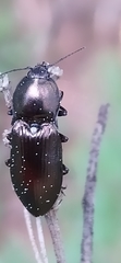 Selatosomus aeneus
