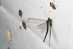 Suphalomitus formosanus