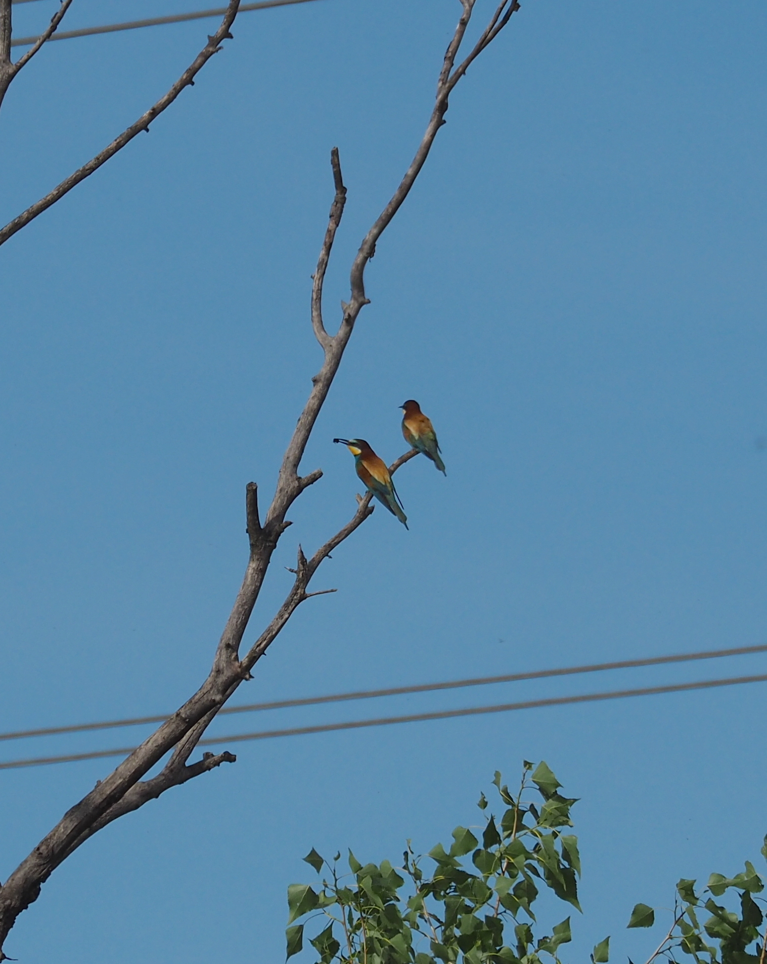 European Bee-eater