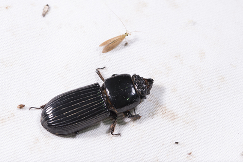 Leptaulax dentatus · iNaturalist