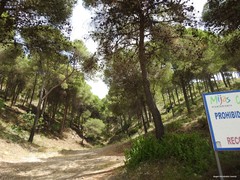 Pinus halepensis