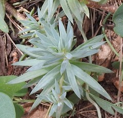 Haplophyllum linifolium