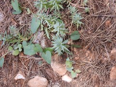 Haplophyllum linifolium