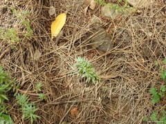 Haplophyllum linifolium