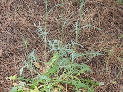 Lactuca tenerrima