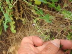 Micromeria graeca