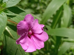 Impatiens platypetala