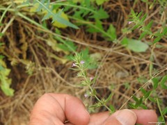 Micromeria graeca