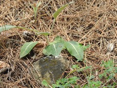 Leuzea conifera