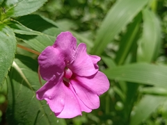 Impatiens platypetala