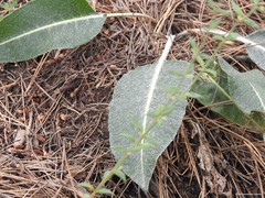Leuzea conifera