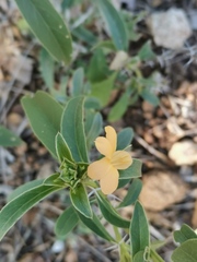 Barleria senensis