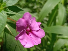 Impatiens platypetala