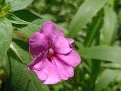 Impatiens platypetala