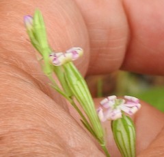 Silene secundiflora