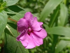 Impatiens platypetala