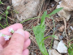 Silene secundiflora