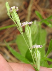 Silene secundiflora