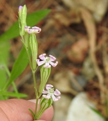 Silene secundiflora