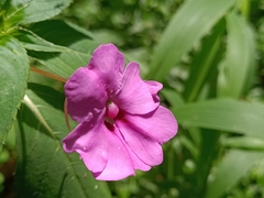 Impatiens platypetala
