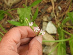 Silene secundiflora