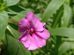 Impatiens platypetala