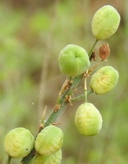 Asphodelus macrocarpus